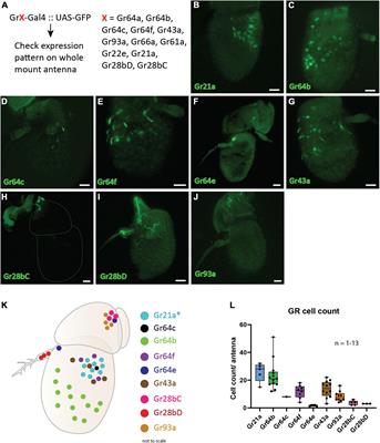 No functional contribution of the gustatory receptor, Gr64b, co-expressed in olfactory sensory neurons of Drosophila melanogaster